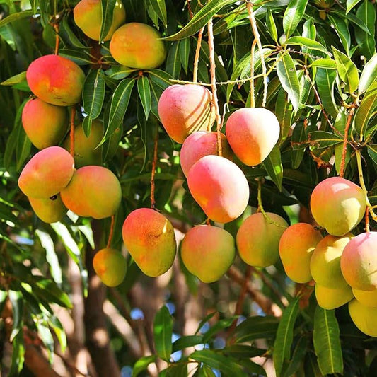 Aromatics International Mango Kernel Butter 4oz | Natural Plant-Based Body Butter for Skincare, Hair Care, DIY Lotions & Balms | Raw Unrefined Moisturizing Butter for Beauty & Aromatherapy Use